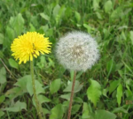 Dandelion Extract,Taraxacum Extract